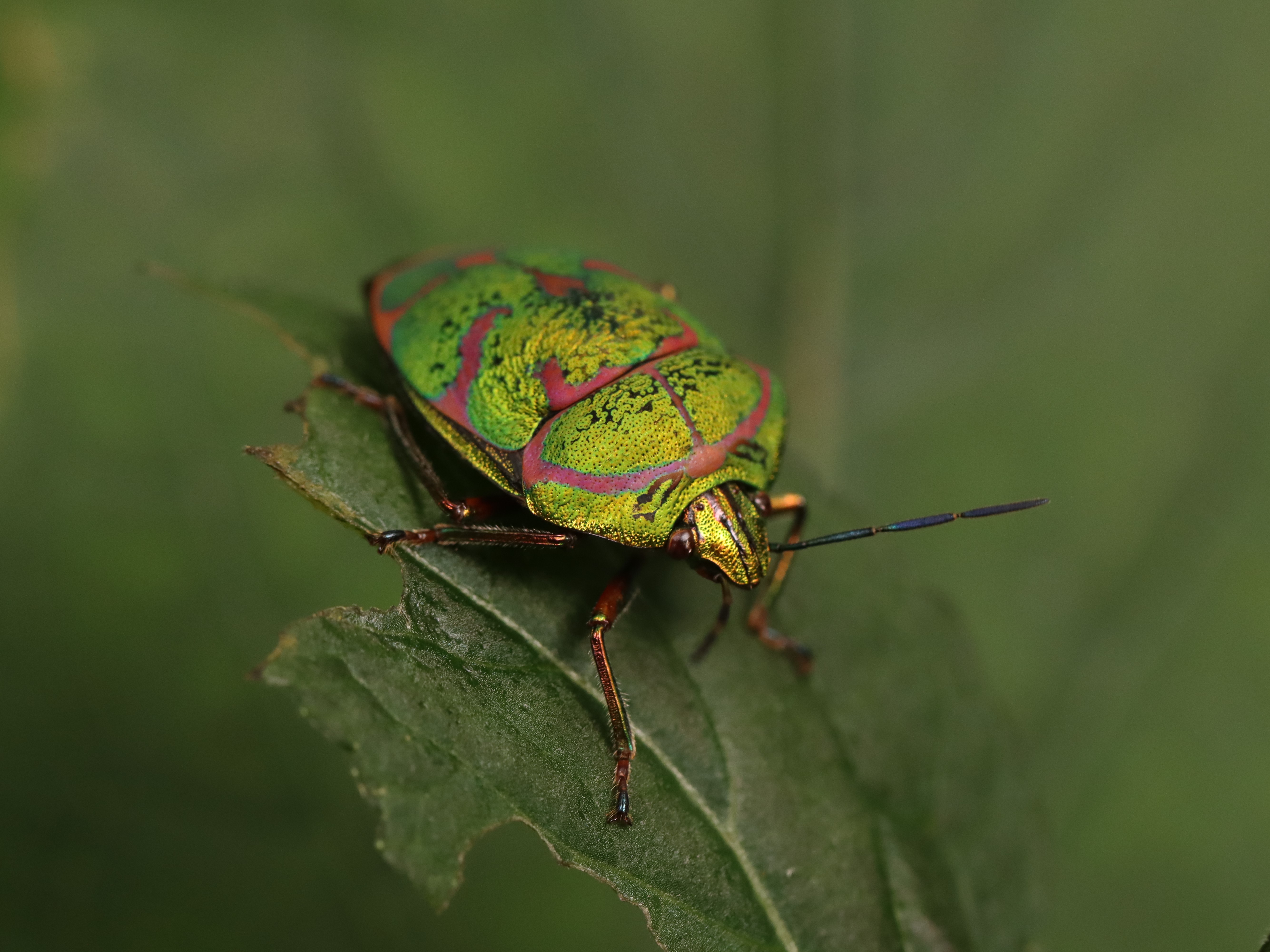 アカスジキンカメムシ